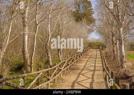 Pfad Camí de Sirga, neben dem Fluss Ebro, in der Nähe der Insel Gràcia, im Ebro-Delta (Tarragona, Katalonien, Spanien) ESP: Senda del Camino de Sirga Stockfoto