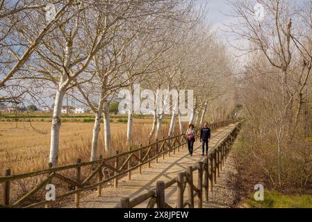 Pfad Camí de Sirga, neben dem Fluss Ebro, in der Nähe der Insel Gràcia, im Ebro-Delta (Tarragona, Katalonien, Spanien) ESP: Senda del Camino de Sirga Stockfoto