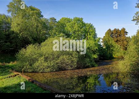 Ein kleiner Staudamm vor Loch bei Auchnacree in der Nähe von Glen Ogil in den Angus Glens, wo das Wasser von Lilien und Wasserkraut erstickt wurde. Stockfoto