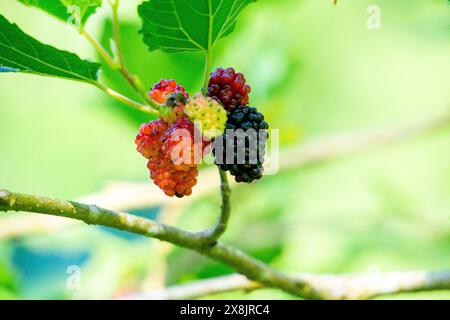 Morus (Maulbeeren, Broussonetia papyrifera, Murbei, Kertau, Bebesaran, Besaran). Rohe Maulbeeren bestehen zu 88 % aus Wasser, zu 10 % aus Kohlenhydraten und zu 1 % aus Eiweiß Stockfoto