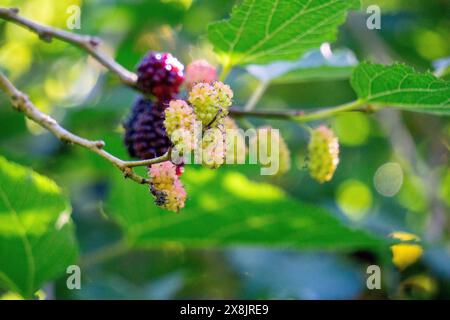 Morus (Maulbeeren, Broussonetia papyrifera, Murbei, Kertau, Bebesaran, Besaran). Rohe Maulbeeren bestehen zu 88 % aus Wasser, zu 10 % aus Kohlenhydraten und zu 1 % aus Eiweiß Stockfoto