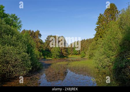 Loch am Auchnacree in der Nähe von Glen Ogil in den Angus Glens, mit dem Wasser, das von Lilien, Schilf und Wasserkraut unter einem klaren blauen Himmel erstickt wird. Stockfoto