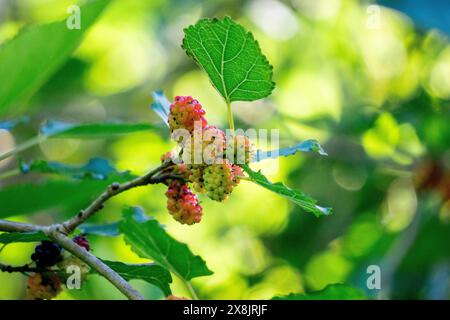 Morus (Maulbeeren, Broussonetia papyrifera, Murbei, Kertau, Bebesaran, Besaran). Rohe Maulbeeren bestehen zu 88 % aus Wasser, zu 10 % aus Kohlenhydraten und zu 1 % aus Eiweiß Stockfoto