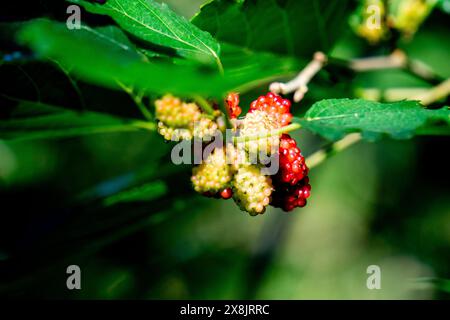 Morus (Maulbeeren, Broussonetia papyrifera, Murbei, Kertau, Bebesaran, Besaran). Rohe Maulbeeren bestehen zu 88 % aus Wasser, zu 10 % aus Kohlenhydraten und zu 1 % aus Eiweiß Stockfoto