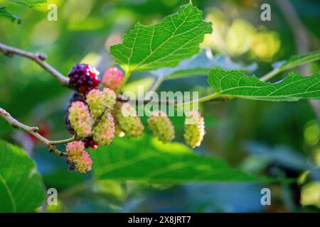 Morus (Maulbeeren, Broussonetia papyrifera, Murbei, Kertau, Bebesaran, Besaran). Rohe Maulbeeren bestehen zu 88 % aus Wasser, zu 10 % aus Kohlenhydraten und zu 1 % aus Eiweiß Stockfoto