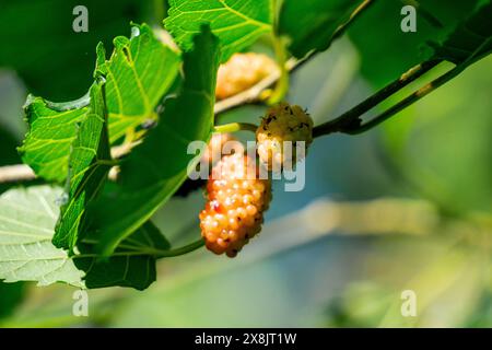 Morus (Maulbeeren, Broussonetia papyrifera, Murbei, Kertau, Bebesaran, Besaran). Rohe Maulbeeren bestehen zu 88 % aus Wasser, zu 10 % aus Kohlenhydraten und zu 1 % aus Eiweiß Stockfoto