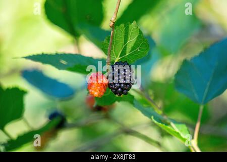 Morus (Maulbeeren, Broussonetia papyrifera, Murbei, Kertau, Bebesaran, Besaran). Rohe Maulbeeren bestehen zu 88 % aus Wasser, zu 10 % aus Kohlenhydraten und zu 1 % aus Eiweiß Stockfoto