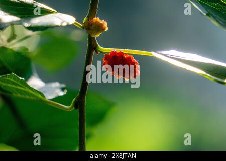 Morus (Maulbeeren, Broussonetia papyrifera, Murbei, Kertau, Bebesaran, Besaran). Rohe Maulbeeren bestehen zu 88 % aus Wasser, zu 10 % aus Kohlenhydraten und zu 1 % aus Eiweiß Stockfoto