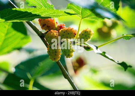 Morus (Maulbeeren, Broussonetia papyrifera, Murbei, Kertau, Bebesaran, Besaran). Rohe Maulbeeren bestehen zu 88 % aus Wasser, zu 10 % aus Kohlenhydraten und zu 1 % aus Eiweiß Stockfoto