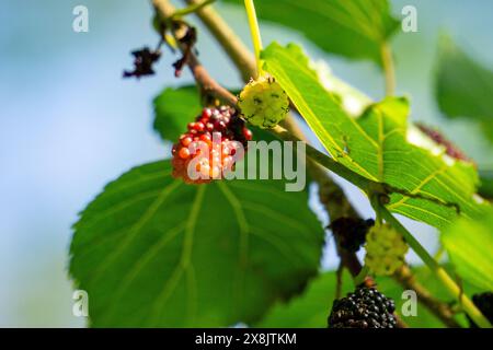 Morus (Maulbeeren, Broussonetia papyrifera, Murbei, Kertau, Bebesaran, Besaran). Rohe Maulbeeren bestehen zu 88 % aus Wasser, zu 10 % aus Kohlenhydraten und zu 1 % aus Eiweiß Stockfoto