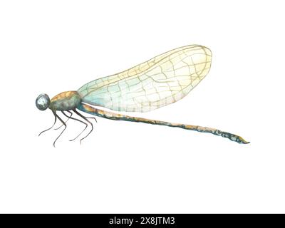 Blaue gelbe Libelle. Sitzendes Insekt mit gefalteten Flügeln. Zarte Damselfliege mit goldenen Elementen und geäderten Flügeln. Aquarellabbildung. Stockfoto