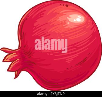 Granatapfelfrucht Farbige Detaillierte Illustration Stock Vektor