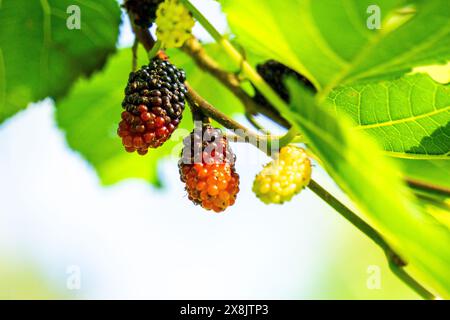 Morus (Maulbeeren, Broussonetia papyrifera, Murbei, Kertau, Bebesaran, Besaran). Rohe Maulbeeren bestehen zu 88 % aus Wasser, zu 10 % aus Kohlenhydraten und zu 1 % aus Eiweiß Stockfoto