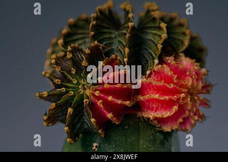 Gymnocalycium mihanovichii-Kakteen. Roter und grüner Gymno-Kaktus isoliert auf unscharfem Hintergrund. Nahaufnahme roter und grüner Kakteen. Stockfoto