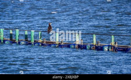 Ein großer Kormoran (Phalacrocorax carbo) in der Lagune von L'Encanyissada, im Ebro-Delta (Tarragona, Katalonien, Spanien) ESP: UN cormorán grande Stockfoto