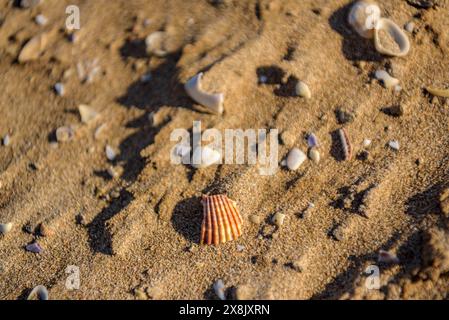 Details der Muscheln im Sand des Strandes La Marquesa, im Ebro-Delta (Tarragona, Katalonien, Spanien) ESP: Detalles de almejas en la arena de la playa Stockfoto