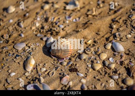 Details der Muscheln im Sand des Strandes La Marquesa, im Ebro-Delta (Tarragona, Katalonien, Spanien) ESP: Detalles de almejas en la arena de la playa Stockfoto