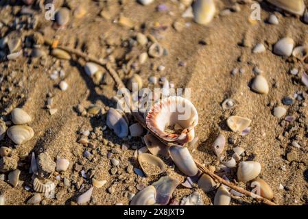 Details der Muscheln im Sand des Strandes La Marquesa, im Ebro-Delta (Tarragona, Katalonien, Spanien) ESP: Detalles de almejas en la arena de la playa Stockfoto