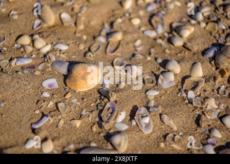 Details der Muscheln im Sand des Strandes La Marquesa, im Ebro-Delta (Tarragona, Katalonien, Spanien) ESP: Detalles de almejas en la arena de la playa Stockfoto