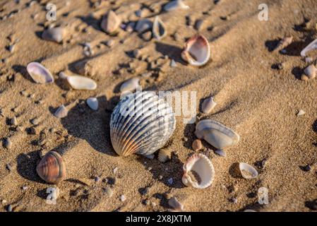 Details der Muscheln im Sand des Strandes La Marquesa, im Ebro-Delta (Tarragona, Katalonien, Spanien) ESP: Detalles de almejas en la arena de la playa Stockfoto