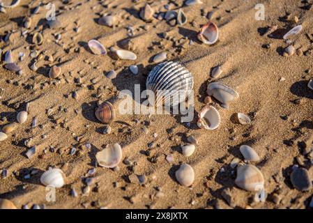 Details der Muscheln im Sand des Strandes La Marquesa, im Ebro-Delta (Tarragona, Katalonien, Spanien) ESP: Detalles de almejas en la arena de la playa Stockfoto