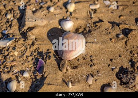 Details der Muscheln im Sand des Strandes La Marquesa, im Ebro-Delta (Tarragona, Katalonien, Spanien) ESP: Detalles de almejas en la arena de la playa Stockfoto