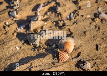 Details der Muscheln im Sand des Strandes La Marquesa, im Ebro-Delta (Tarragona, Katalonien, Spanien) ESP: Detalles de almejas en la arena de la playa Stockfoto