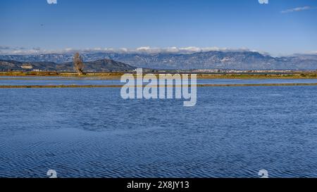 Überflutete Reisfelder neben dem Dorf Poblenou del Delta im Ebro Delta (Montsià, Tarragona, Katalonien, Spanien) Stockfoto