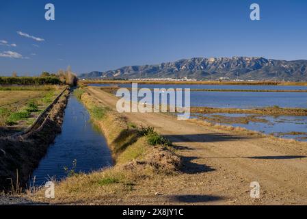 Überflutete Reisfelder neben dem Dorf Poblenou del Delta im Ebro Delta (Montsià, Tarragona, Katalonien, Spanien) Stockfoto