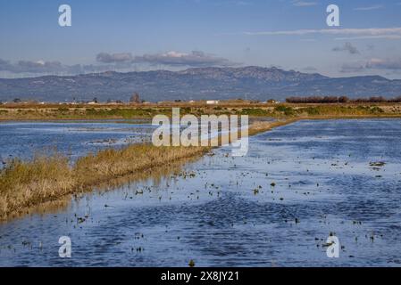 Überflutete Reisfelder neben dem Dorf Poblenou del Delta im Ebro Delta (Montsià, Tarragona, Katalonien, Spanien) Stockfoto