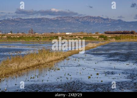 Überflutete Reisfelder neben dem Dorf Poblenou del Delta im Ebro Delta (Montsià, Tarragona, Katalonien, Spanien) Stockfoto