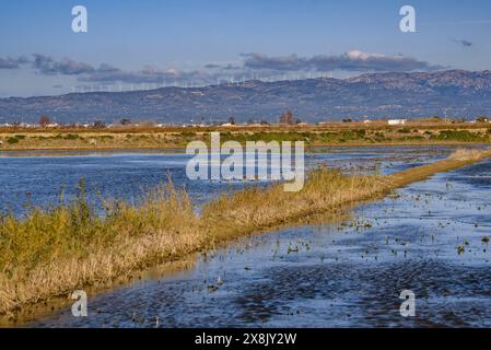 Überflutete Reisfelder neben dem Dorf Poblenou del Delta im Ebro Delta (Montsià, Tarragona, Katalonien, Spanien) Stockfoto