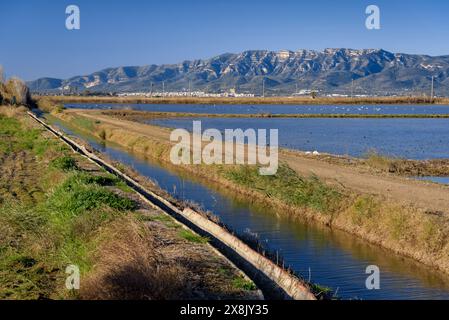 Überflutete Reisfelder neben dem Dorf Poblenou del Delta im Ebro Delta (Montsià, Tarragona, Katalonien, Spanien) Stockfoto