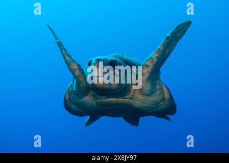 Eine Karettschildkröte, die nach seiner Größe und den Nakeln auf seiner Muschel urteilt, ist alt. Die Schildkröte fährt während der Paarungszeit durch das Riff und sucht Partner Stockfoto