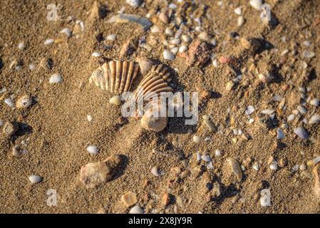 Details der Muscheln im Sand des Strandes La Marquesa, im Ebro-Delta (Tarragona, Katalonien, Spanien) ESP: Detalles de almejas en la arena de la playa Stockfoto