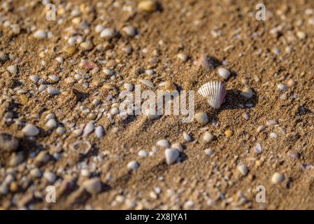 Details der Muscheln im Sand des Strandes La Marquesa, im Ebro-Delta (Tarragona, Katalonien, Spanien) ESP: Detalles de almejas en la arena de la playa Stockfoto