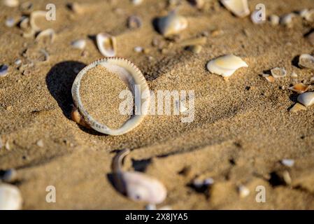 Details der Muscheln im Sand des Strandes La Marquesa, im Ebro-Delta (Tarragona, Katalonien, Spanien) ESP: Detalles de almejas en la arena de la playa Stockfoto