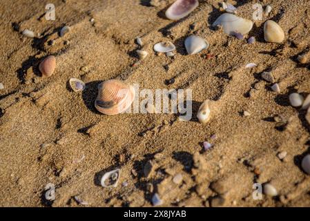 Details der Muscheln im Sand des Strandes La Marquesa, im Ebro-Delta (Tarragona, Katalonien, Spanien) ESP: Detalles de almejas en la arena de la playa Stockfoto