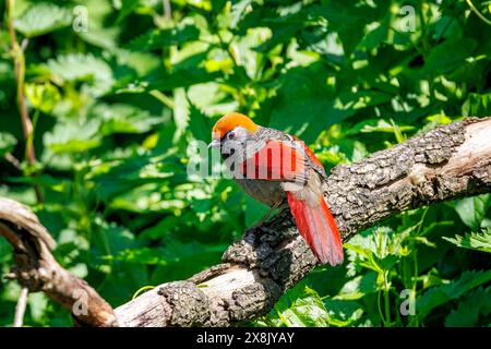 Rotschwanzlachse, Trochalopteron Milnei, auf einem Baum. Diese farbenfrohe Passerinart findet man in China, Laos, Myanmar und Thailan Stockfoto