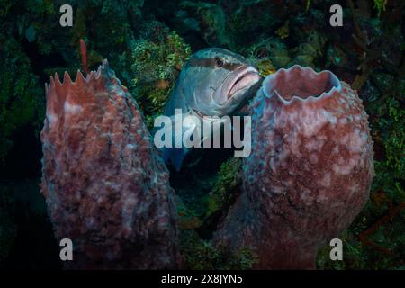 Ein einziger nassau-Sammelfisch, eingerahmt zwischen zwei Fassschwämmen am Korallenriff Bloody Bay Wall, Little Cayman Stockfoto