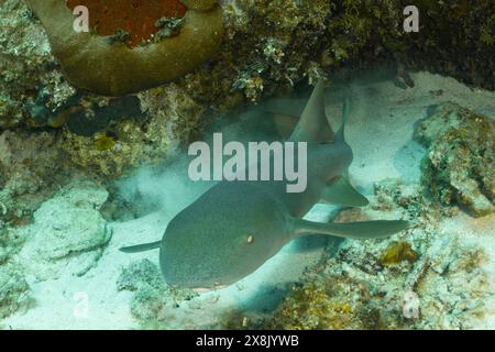 Ein Ammenhai entspannt sich auf dem Sandboden am Anfang einer Korallenriffformation in der Karibik Stockfoto