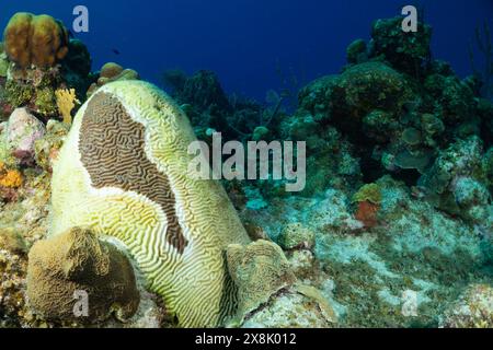 Gehirnkorallen, die von der Stony Coral Tissue Loss Disease (SCTLD) betroffen sind, gebleicht tote sterbende Meereslebewesen unter Wasser in der Karibik der Kaimaninseln Stockfoto