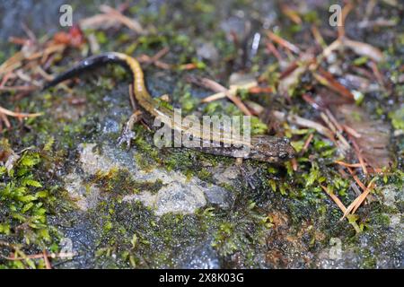 Detaillierte Nahaufnahme eines Dunn's Salamander, Plethodon Dunni in der Columbia River Gorge, Oregon Stockfoto