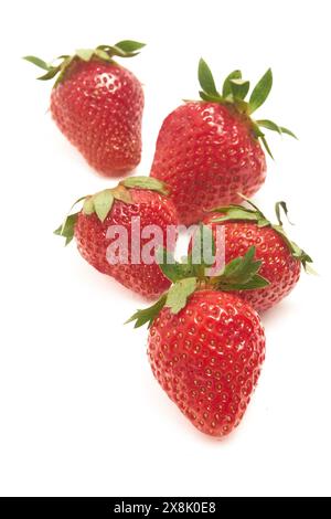 Vier reife hausgemachte Erdbeeren in knallroter Farbe mit grünen Blättern auf weißem Hintergrund. Erdbeeren sind frisch und haben sichtbare Samen auf der Oberfläche. Stockfoto