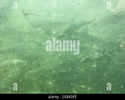 Unterwasser-Nahaufnahme eines Regenbogenforellenfisches im kristallklaren Wasser des Sees Stockfoto