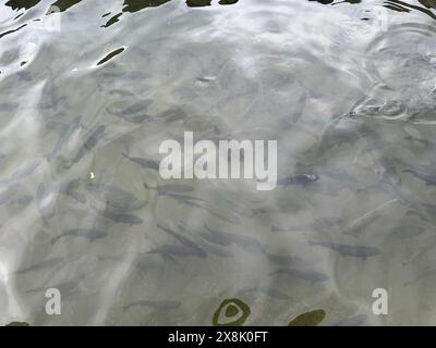 Regenbogenforellen (Oncorhynchus mykiss) fischen im See Stockfoto