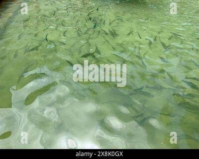 Brook Forellen und Regenbogenforellen in einem Teich in einer Fischfarm Stockfoto