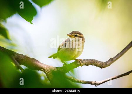 Weiblicher Haussperling (Passer Domesticus) Stockfoto
