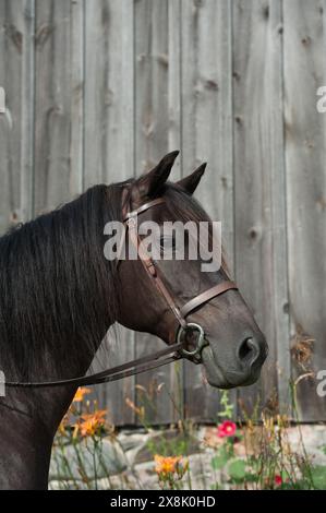 Porträt eines reinrassigen kanadischen Pferdekopfes, Schuss eines schwarzen Pferdes mit schwarzer Stirne, die Leder trägt, englisches Zaumzeug mit verschnauftem vertikalem Pferdebild Stockfoto