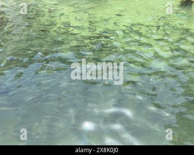 Eine Gruppe von Süßwasserforellen, die im Teich kreisen Stockfoto